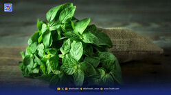 نعناع گیاهی خوش‌ عطر با فواید درمانی