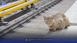 چرا نباید به گربه‌های مترو غذا بدهیم؟