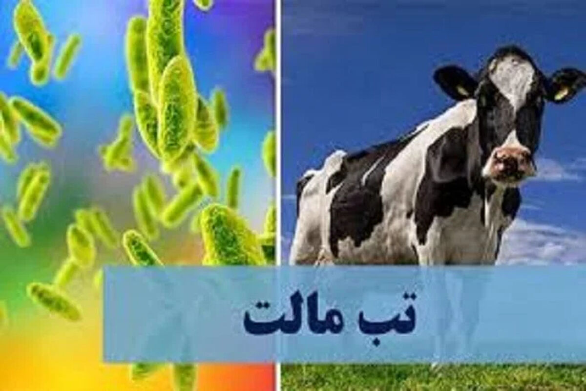 تب مالت؛ بیماری‌ مشترک بین انسان و حیوان/ بیشترین میزان بروز بیماری در ۵ استان