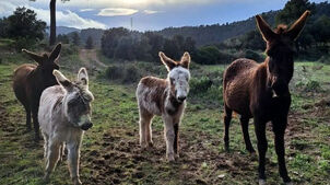الاغ‌های آتش‌نشان | قهرمانان غیرمنتظره نجات جنگل‌های اسپانیا