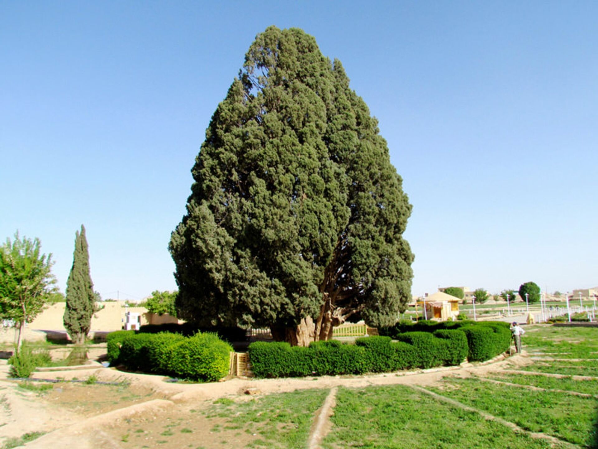 سرو ابرکوه در میان فضای سبز